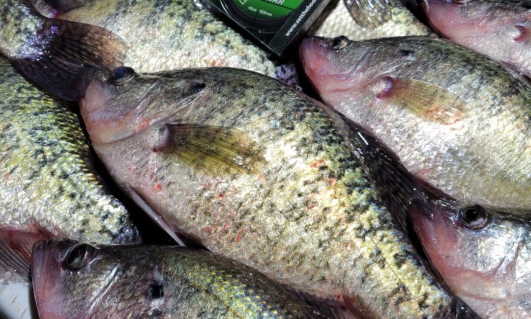 3-pound-fishing-guide-service-reels-southern-illinois