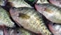 3-pound-fishing-guide-service-reels-southern-illinois