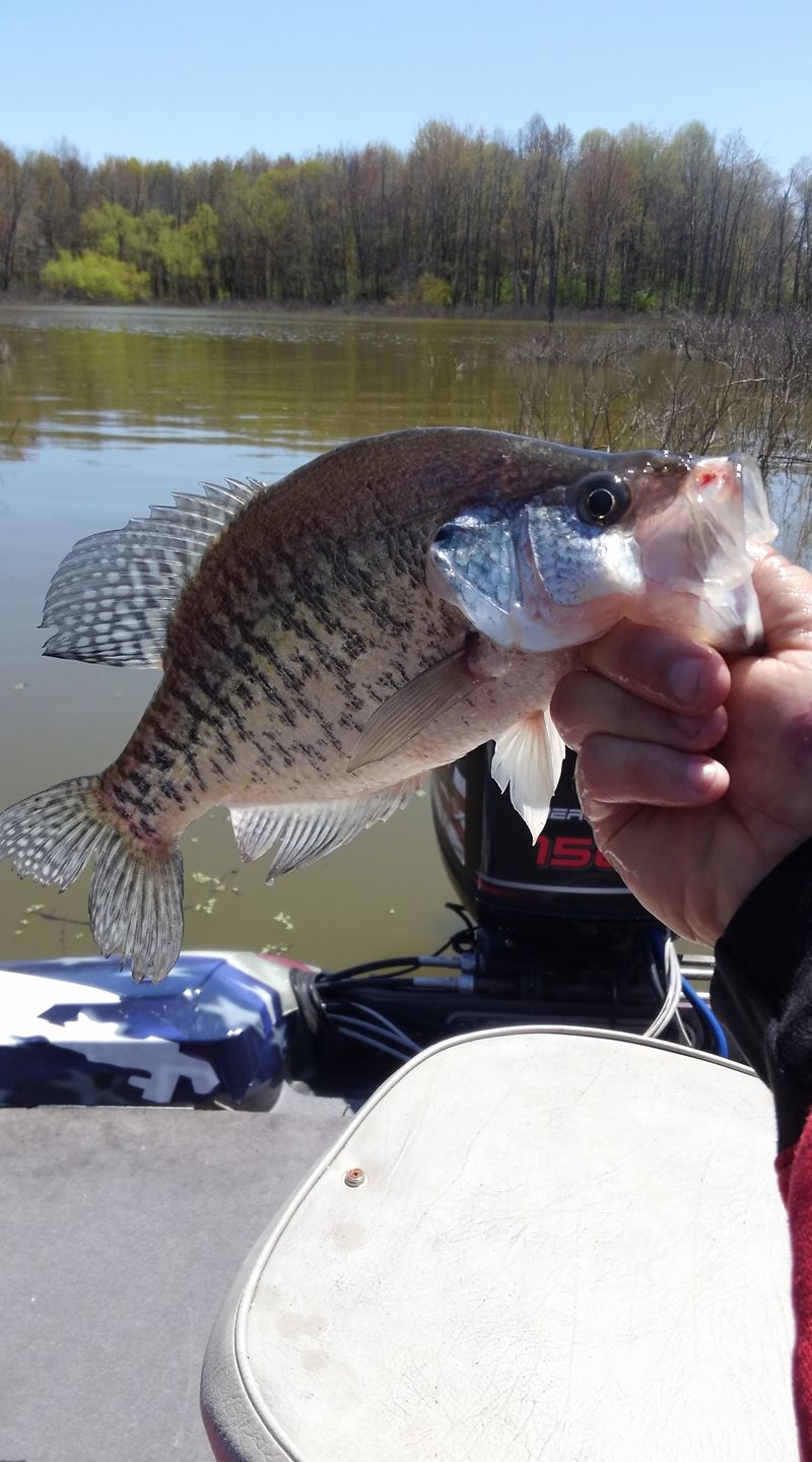 buck-brush-fishin-guides-lake-of-egypt-marion-illinois