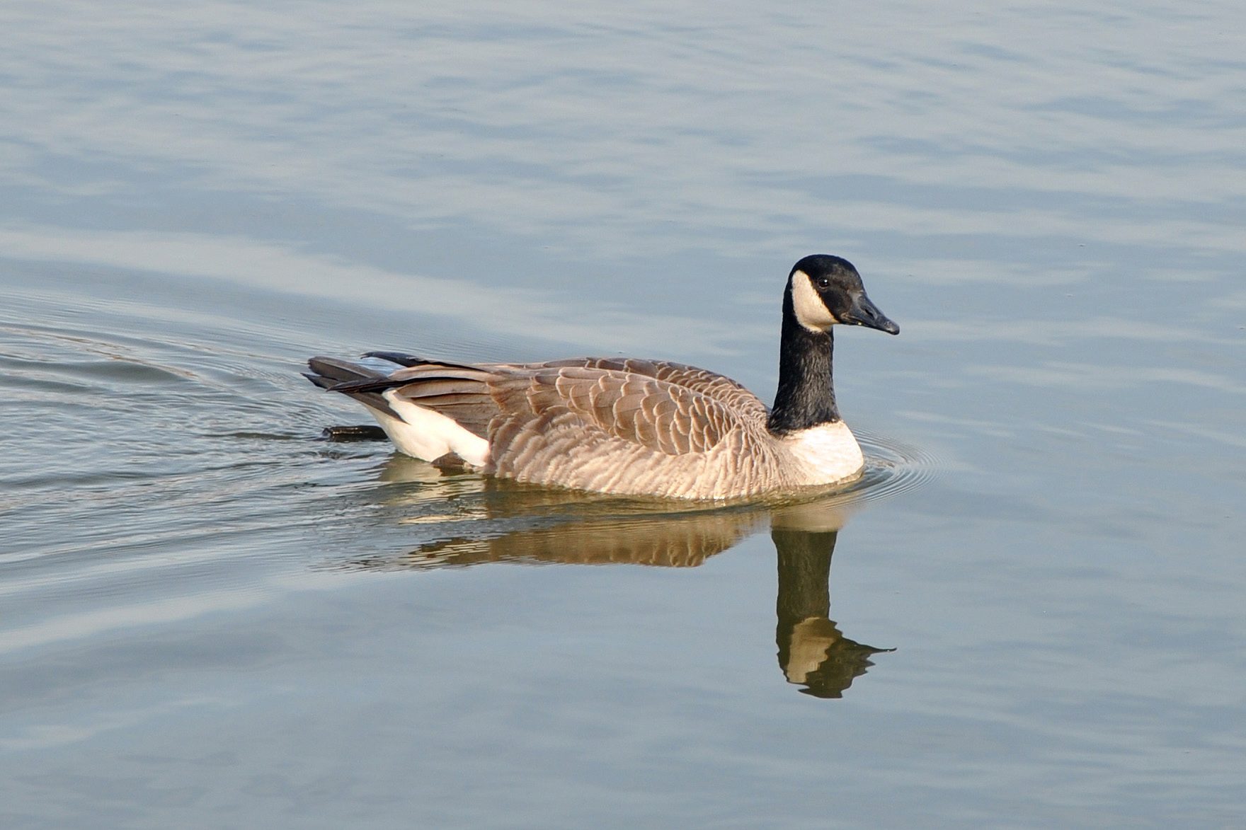 canada-goose-hunting-williamson-county-illinois