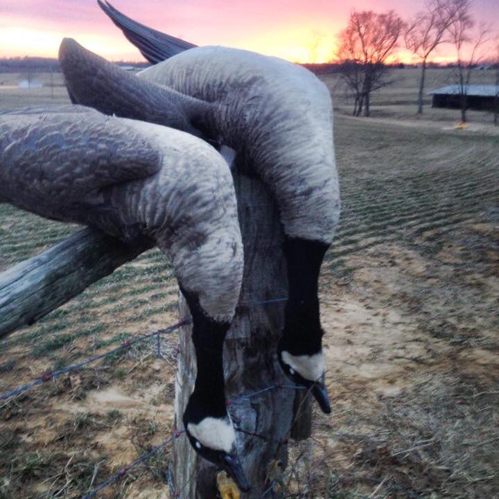 foxs-hunting-club-waterfowl-marion-illinois
