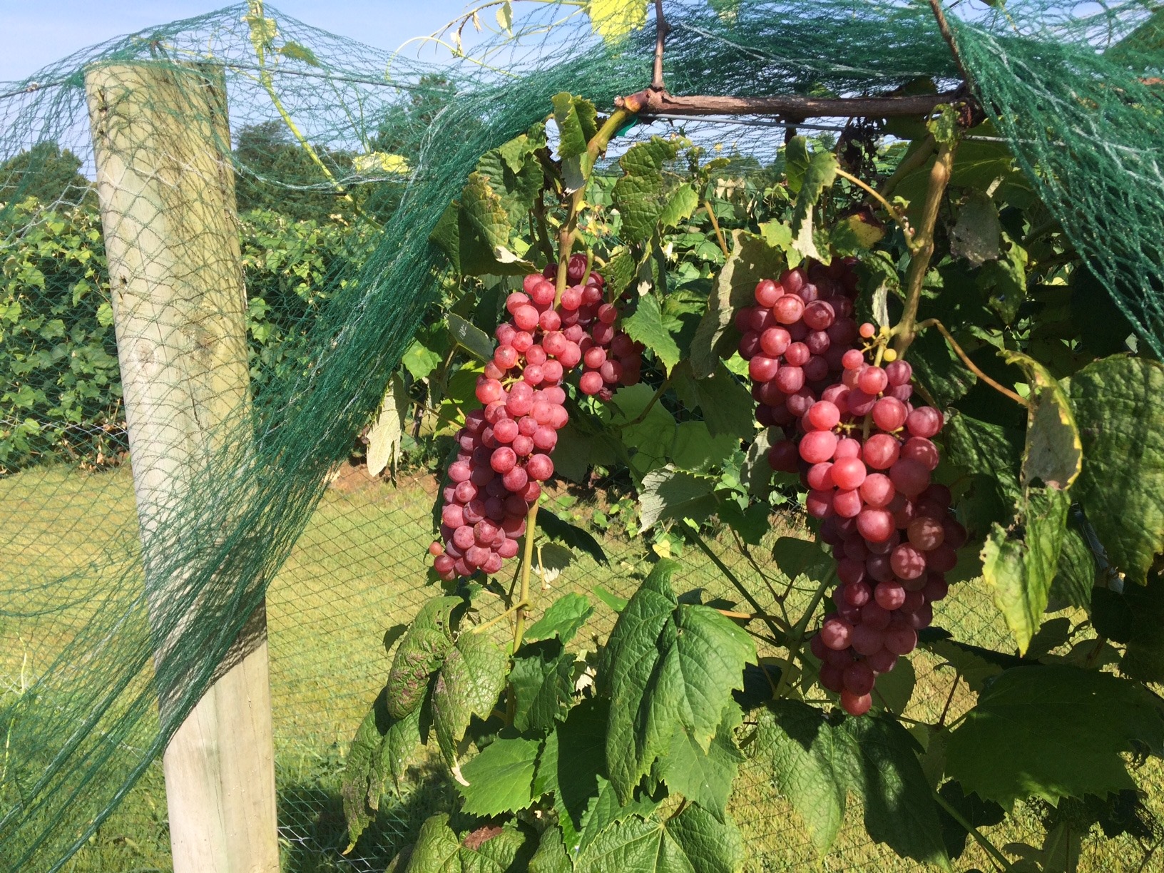 hogg-hollow-winery-southern-illinois