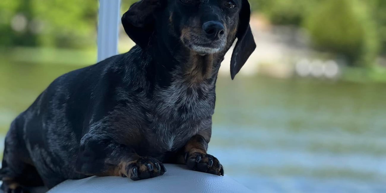 weiner-rides-dog-lake-of-egypt-marion-illinois
