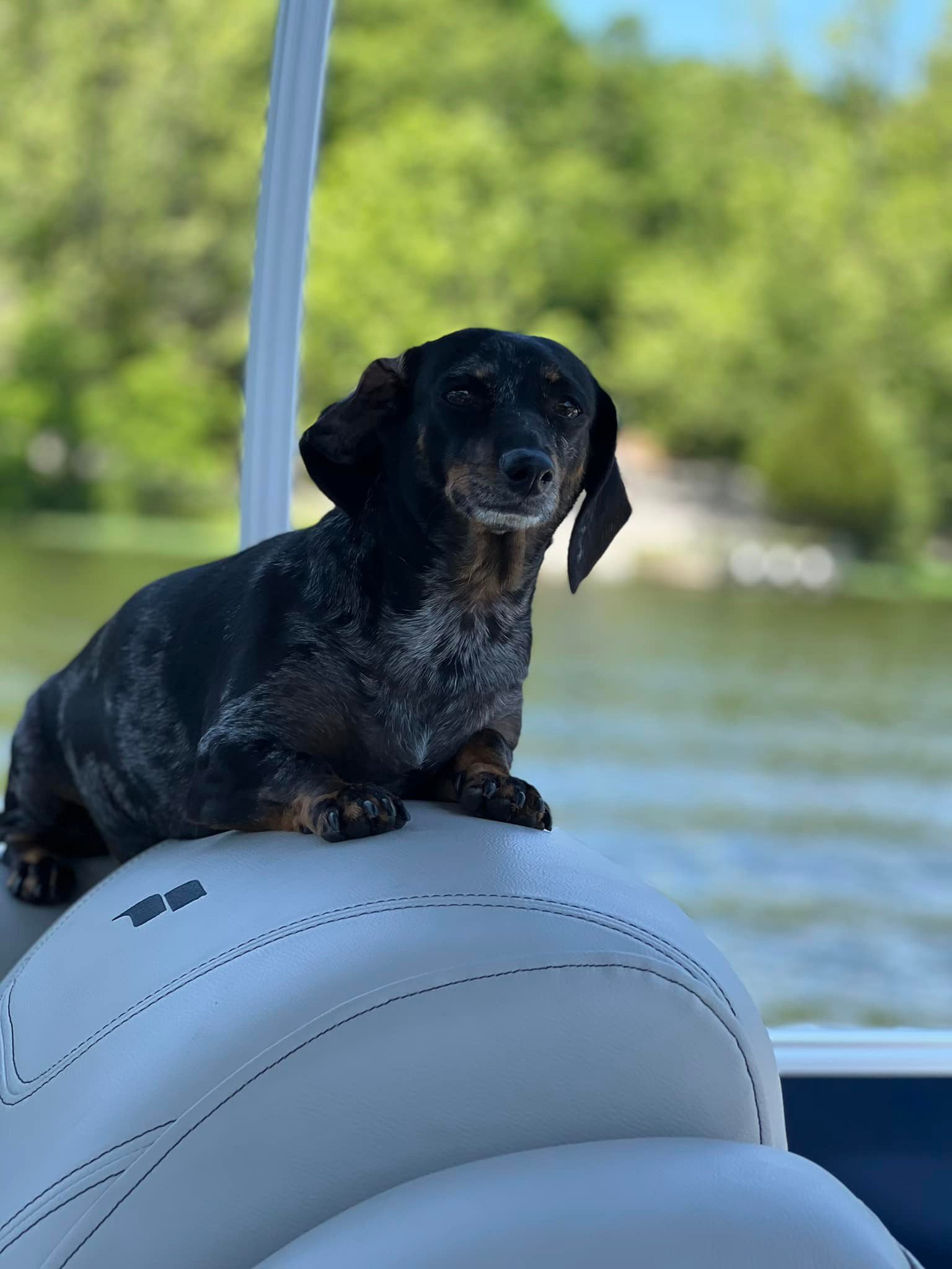 weiner-rides-dog-lake-of-egypt-marion-illinois