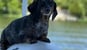 weiner-rides-dog-lake-of-egypt-marion-illinois