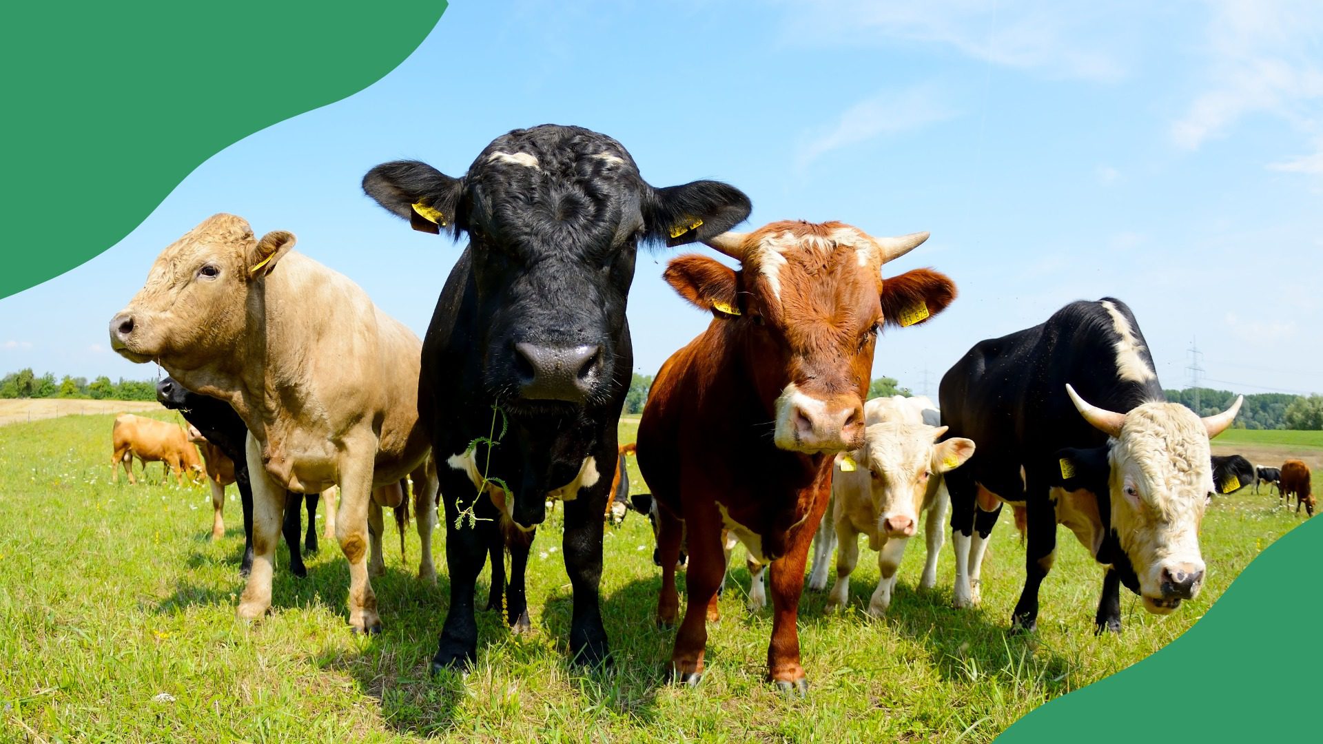 County-4H-Livestock-Show