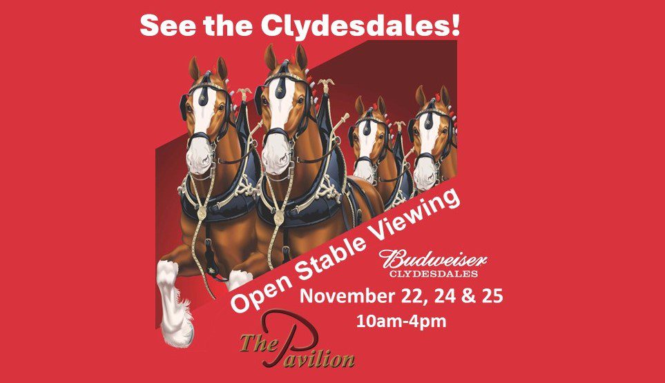 clydesdale-horses-stable-viewing-marion-illinois