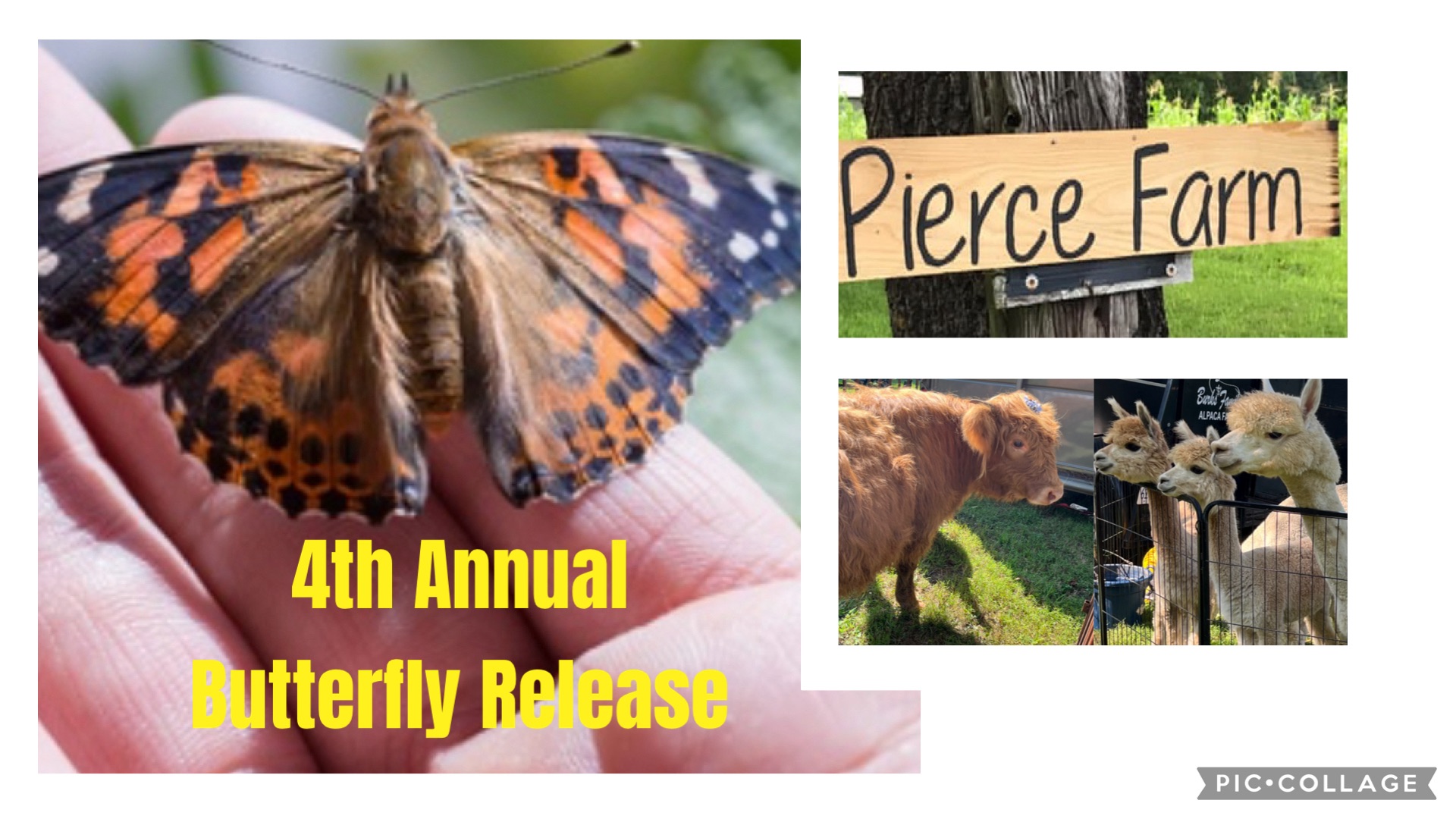 visit-butterfly-release-illinois