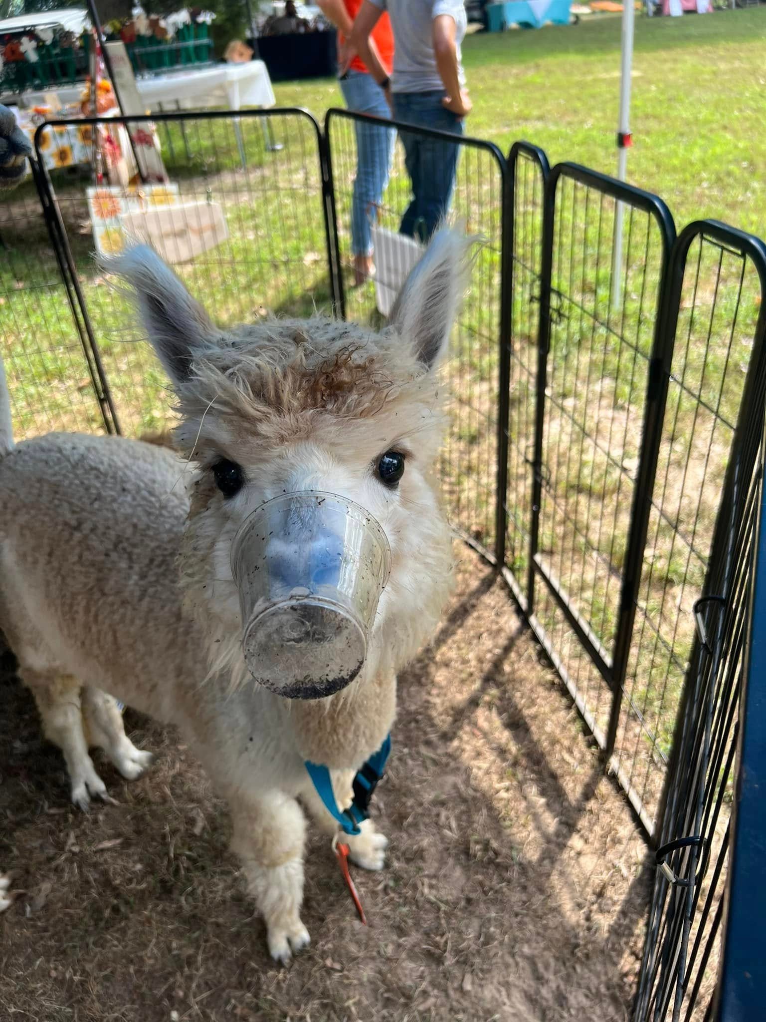 burks-family-alpaca-farm-southern-illinois