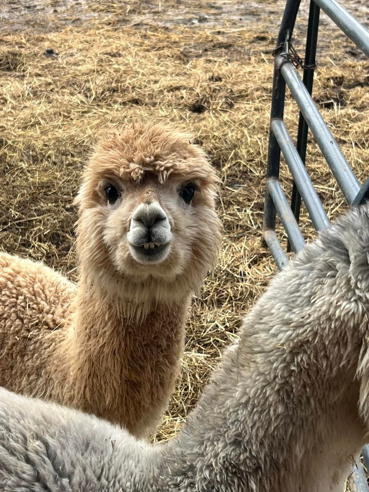 burks-family-alpaca-farm-southern-illinois