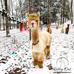 visit-christmas-with-alpacas