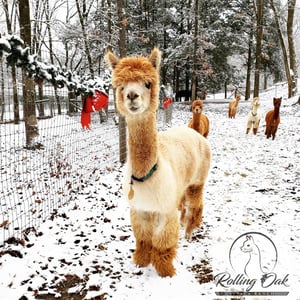 visit-christmas-with-alpacas
