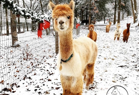 visit-christmas-with-alpacas