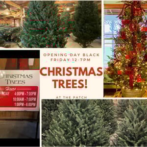 visit-the-patch-christmas-trees