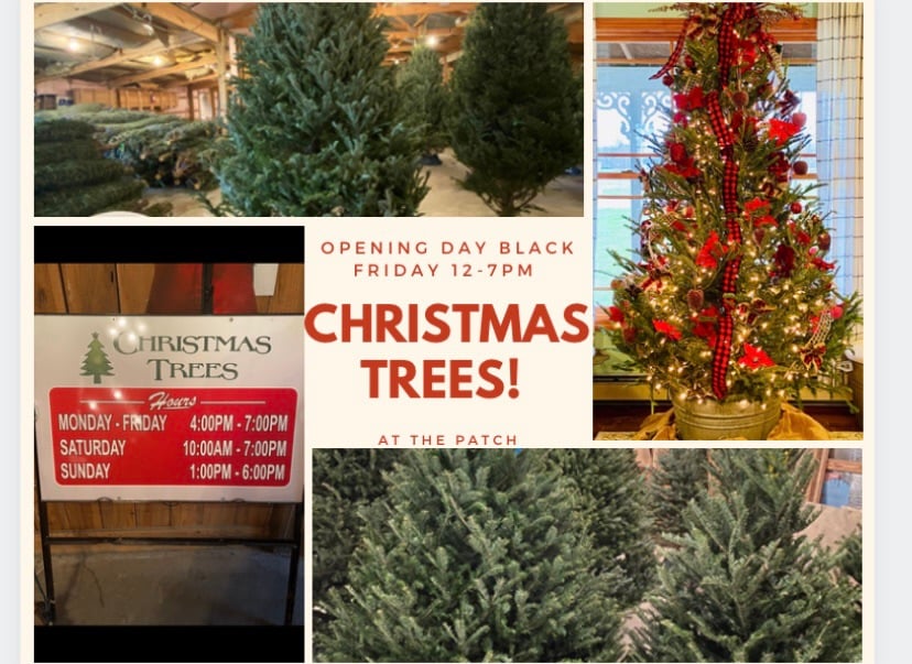 visit-the-patch-christmas-trees