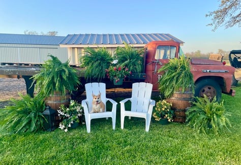 visit-vendor-and-fern-day-at-the-patch