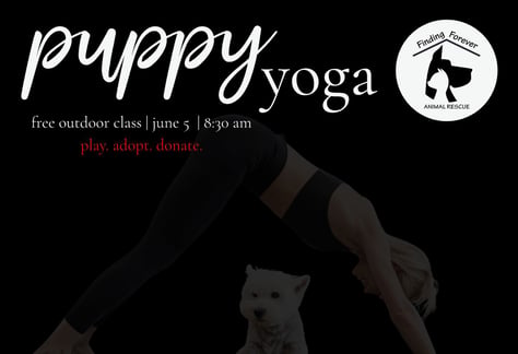 visit-puppy-yoga-class