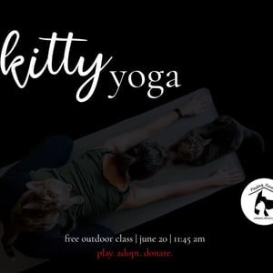 visit-kitty-yoga-marion-illinois
