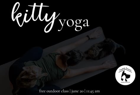 visit-kitty-yoga-marion-illinois