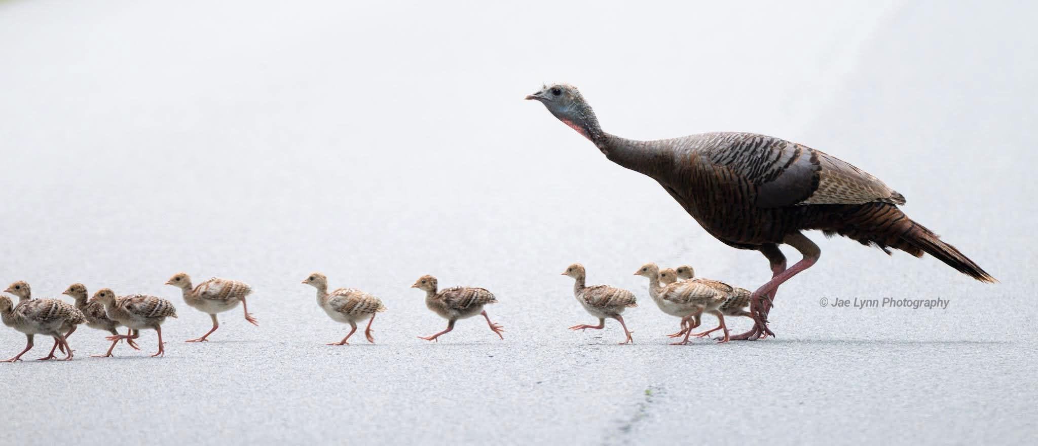 visit-wild-turkeys-crab-orchard