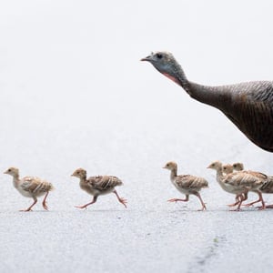 visit-wild-turkeys-crab-orchard