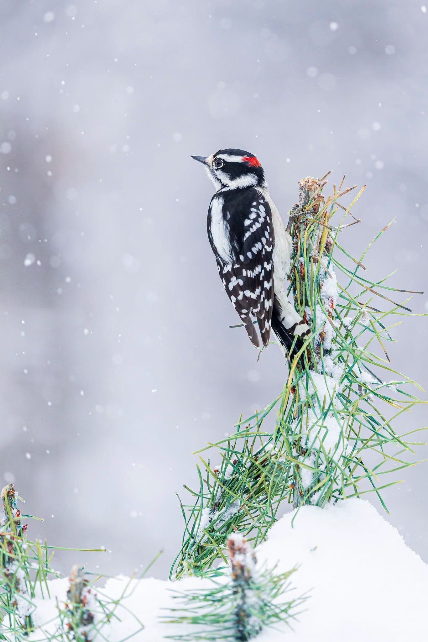 visit-backyard-winter-bird-photography